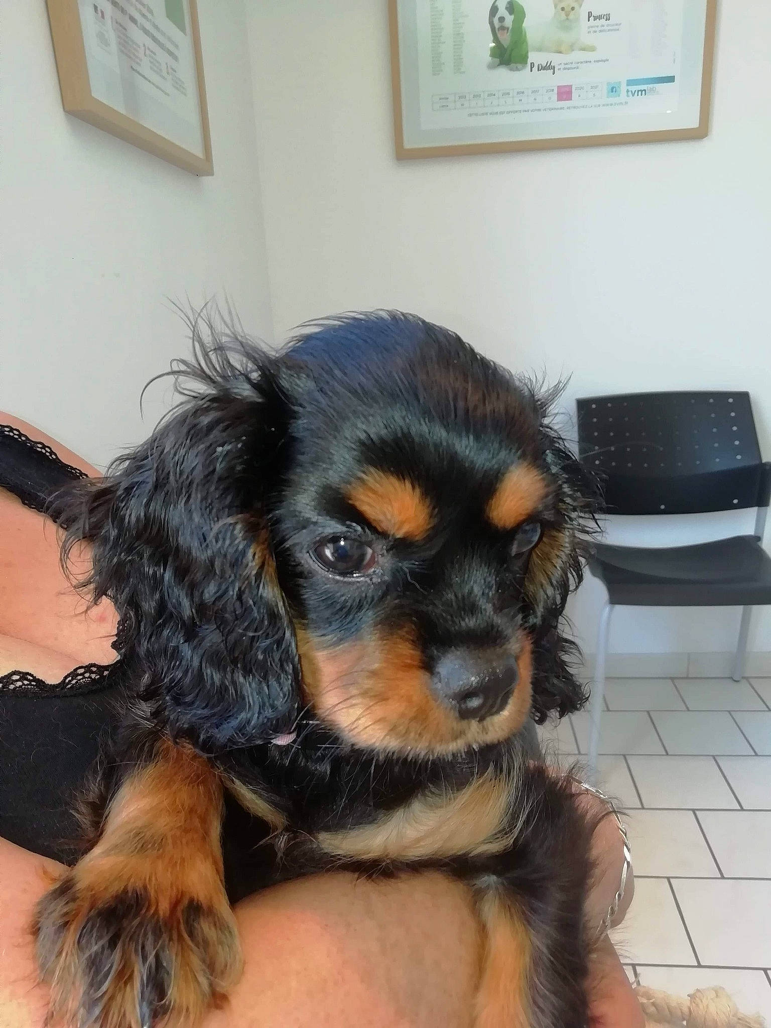 Pakita a rejoint le concours — aidez-le/la à gagner de superbes lots ! canidae, carnivore, cavalier_king_charles_spaniel, cocker_spaniel, companion_dog, dog, dog_breed, king_charles_spaniel, mammal, puppy, puppy_love, rare_breed_dog, snout, spaniel, sporting_group, toy_dog, vertebrate