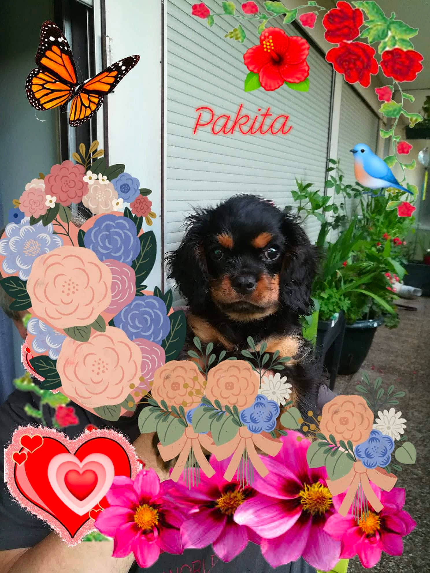 Pakita a rejoint le concours — aidez-le/la à gagner de superbes lots ! canidae, carnivore, cavalier_king_charles_spaniel, companion_dog, dog, dog_breed, fawn, flower, king_charles_spaniel, plant, puppy, puppy_love, spaniel, sporting_group, toy_dog