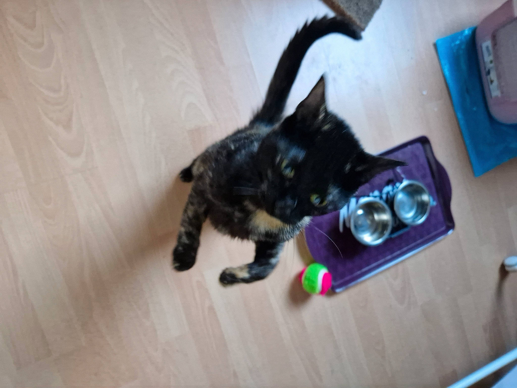 Phyllalie a rejoint le concours — aidez-le/la à gagner de superbes lots ! black_cat, canidae, carnivore, cat, companion_dog, dog_breed, domestic_short_haired_cat, electric_blue, felidae, flooring, fur, hardwood, laminate_flooring, room, small_to_medium_sized_cats, sporting_group, tail, vertebrate, whiskers, wood