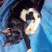 Oreo is registered to the contest to win money with this photo: cat, black_and_white, sleeping, curled_up, blanket, blue, cozy, pet, indoor, fur, whiskers, paws, relaxing, cute, resting, animal, domestic, soft, comfort, nap