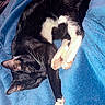 cat, black_and_white, sleeping, curled_up, blanket, blue, cozy, pet, indoor, fur, whiskers, paws, relaxing, cute, resting, animal, domestic, soft, comfort, nap