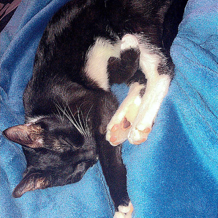 Oreo is registered to the contest to win money with this photo: cat, black_and_white, sleeping, curled_up, blanket, blue, cozy, pet, indoor, fur, whiskers, paws, relaxing, cute, resting, animal, domestic, soft, comfort, nap