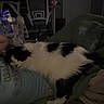 Alfie is registered to the contest to win money with this photo: cat, black_and_white_cat, person, lap, couch, green_couch, remote_control, chair, indoor, dim_lighting, furniture, door, blanket, sitting, pet, animal, home, relaxing, cozy, furry