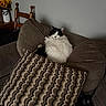 Alfie joined the competition — help win amazing prizes! cat, fluffy_cat, black_and_white_cat, couch, pillow, patterned_pillow, cushion, chair, wooden_chair, vase, yellow_flowers, indoor, pet, relaxing, home_interior, cozy, furniture, fur, resting, domestic_animal