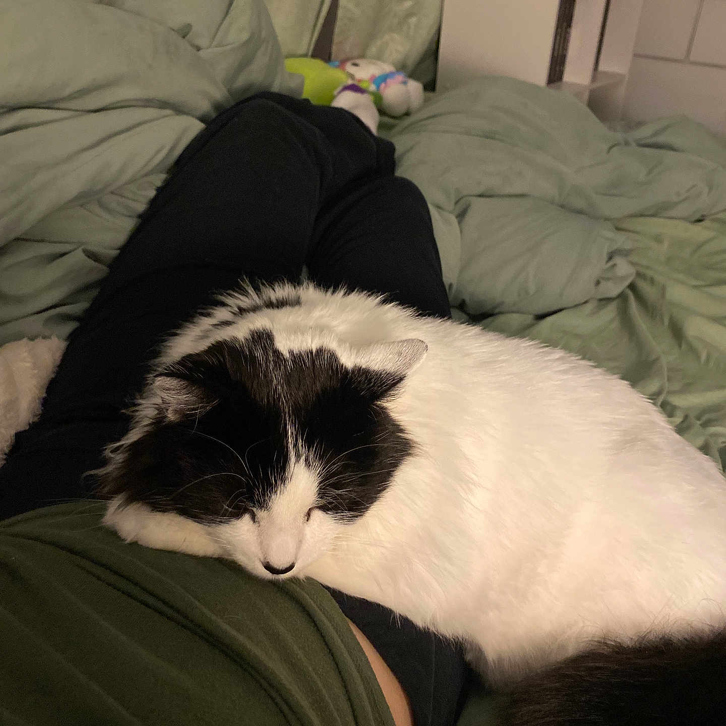 Alfie joined the competition — help win amazing prizes! cat, black_and_white, sleeping, lap, person, bed, blanket, pillow, indoor, relaxing, cozy, furniture, home, resting, fur, tail, comfort, animal, domestic, cute
