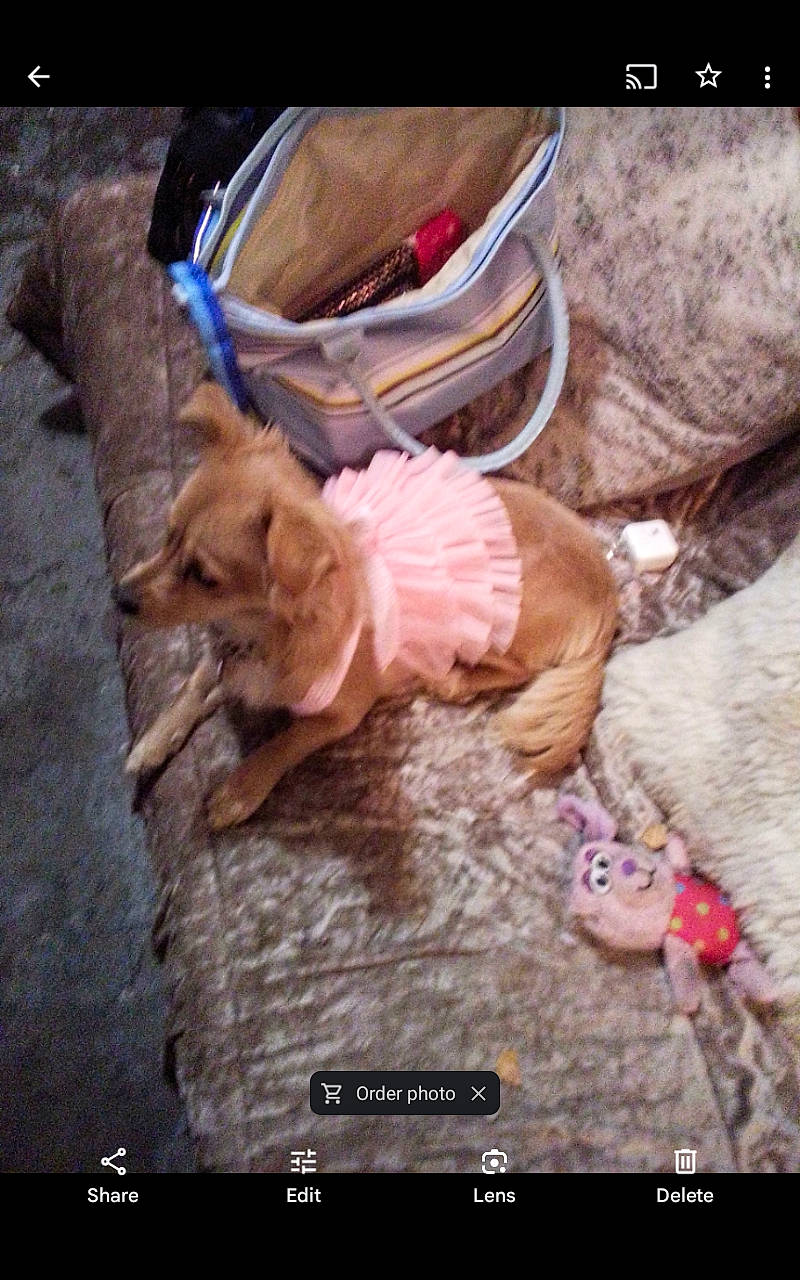 Dolly is registered to the contest to win money with this photo: auto_part, baby_products, canidae, carnivore, companion_dog, dog_breed, fashion_accessory, fawn, felidae, font, foot, fur, gesture, paw, photo_caption, screenshot, small_to_medium_sized_cats, toy, whiskers