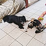dog, black_dog, tile_floor, bed, plush_toy, indoor, pet, playful, lying_down, smiling_dog, canine, floor, animal, domestic, fur, companion, relaxed, cute, friendship, home