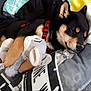 dog, puppy, sleeping, bed, blanket, plush_toy, black_fur, brown_fur, red_harness, cute, pet, resting, indoors, cozy, animal, fur, relaxing, canine, soft, comfortable