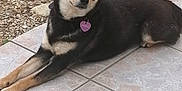 Phoenix a rejoint le concours — aidez-le/la à gagner de superbes lots ! dog, black_dog, tan_markings, pet_tag, lying_down, outdoor, patio, tile_floor, gravel, calm, relaxed, canine, ears_up, looking_away, animal, companion, domestic_animal, fur, muzzle, side_view
