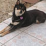 dog, black_dog, tan_markings, pet_tag, lying_down, outdoor, patio, tile_floor, gravel, calm, relaxed, canine, ears_up, looking_away, animal, companion, domestic_animal, fur, muzzle, side_view