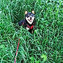 dog, shiba_inu, grass, greenery, leash, harness, outdoor, pet, animal, nature, happy, smiling, canine, fur, ears, snout, tongue, field, playful, summer
