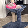 Ruby is registered to the contest to win money with this photo: animal, bathroom, blue, carpet, cat, cat_tree, corner, cozy, donut_pillow, door, feline, fur, home, indoor, pet, pink, relaxed, resting, sleepy, toilet