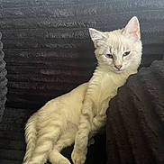 Ruby is registered to the contest to win money with this photo: animal, cat, closeup, couch, cream_colored, cute, dark_background, domestic, ears, feline, fur, indoor, lounging, paw, pet, relaxed, resting, sleepy, texture, whiskers
