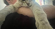 Ruby joined the competition — help win amazing prizes! animal, arm, cat, closeup, cozy, curious, earring, face, fur, glasses, holding, home, indoor, light, paw, person, pet, portrait, stretching, window