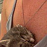 Bella is registered to the contest to win money with this photo: kitten, sleeping, snuggling, person, skin, necklace, clothing, gray_fur, cute, cozy, indoor, closeup, calm, resting, pet, young_cat, soft_texture, warm, comfort, feline