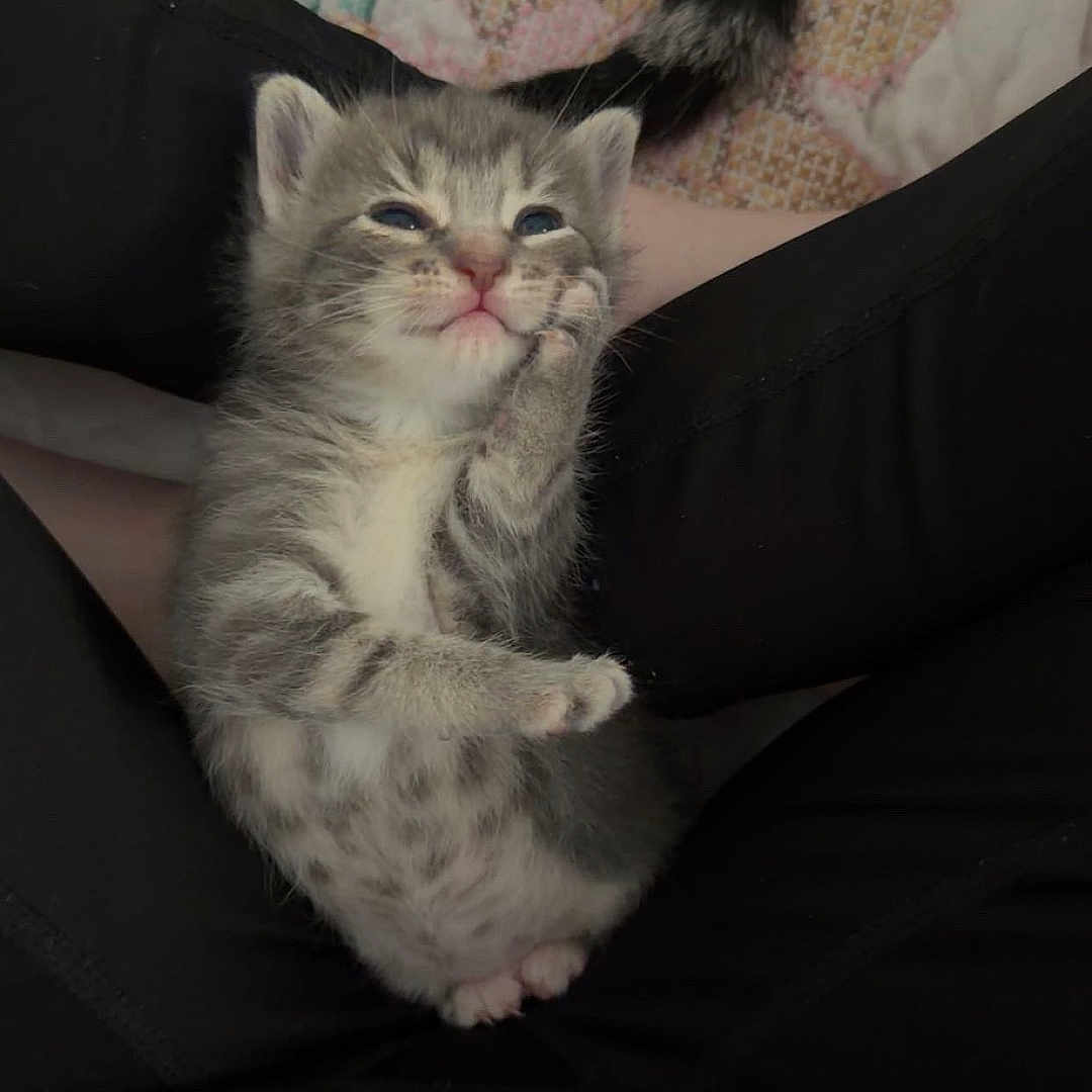 Bella