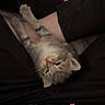 Bella joined the competition — help win amazing prizes! kitten, cat, lap, person, legs, black_pants, fur, whiskers, pet, cute, indoor, quilt, resting, small_animal, tabby, animal, domestic_cat, cozy, love, text_overlay