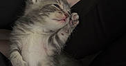Bella joined the competition — help win amazing prizes! kitten, cat, sleeping, gray, white, paw, fur, cute, pet, animal, lap, resting, cozy, soft, indoor, small, young, feline, domestic, relaxed