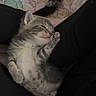kitten, cat, sleeping, gray, white, paw, fur, cute, pet, animal, lap, resting, cozy, soft, indoor, small, young, feline, domestic, relaxed