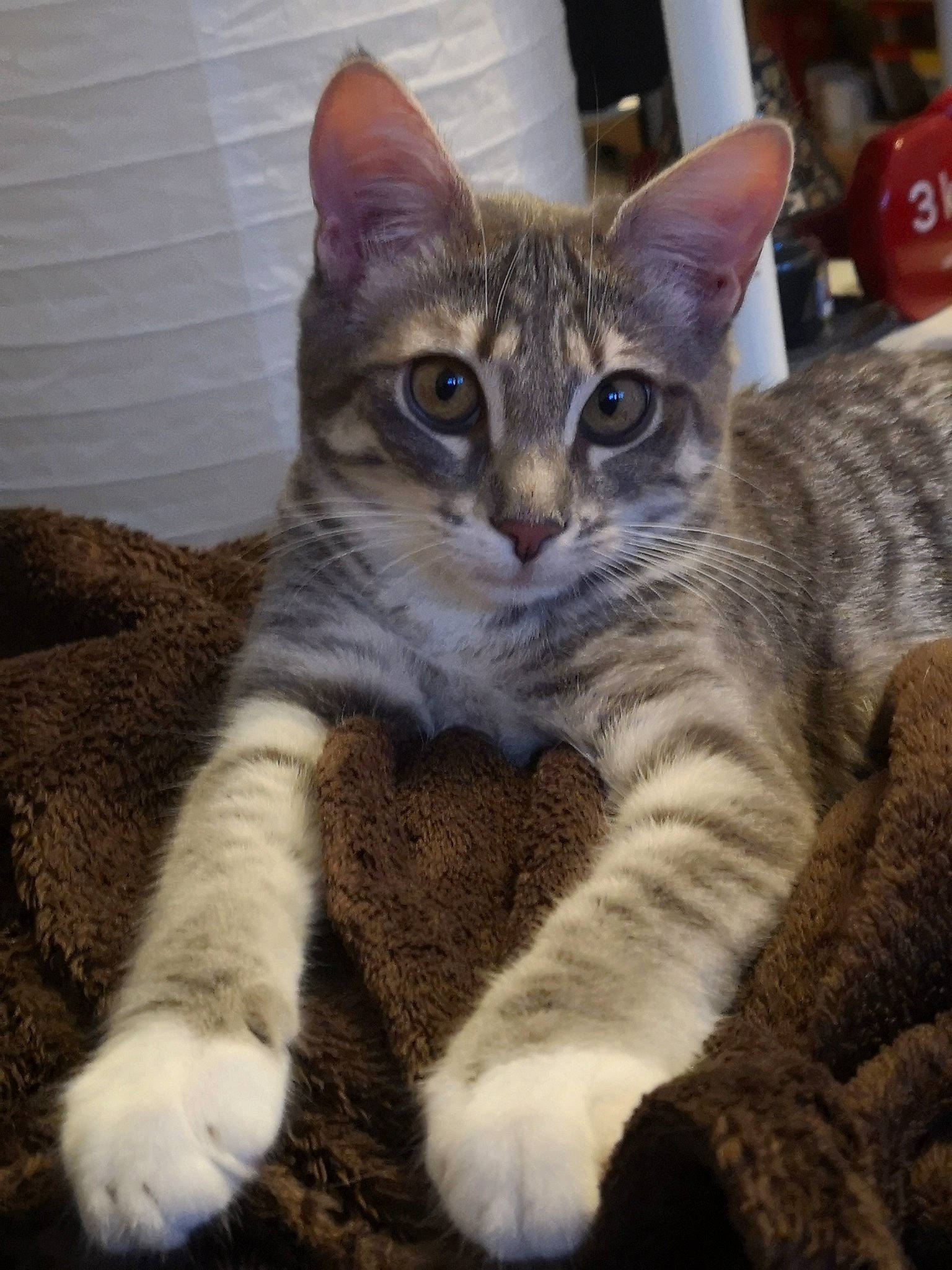 Summer participe au concours pour gagner de l'argent avec cette photo : carnivore, cat, claw, comfort, domestic_short_haired_cat, felidae, fur, paw, photo_caption, sitting, small_to_medium_sized_cats, snout, tail, terrestrial_animal, whiskers