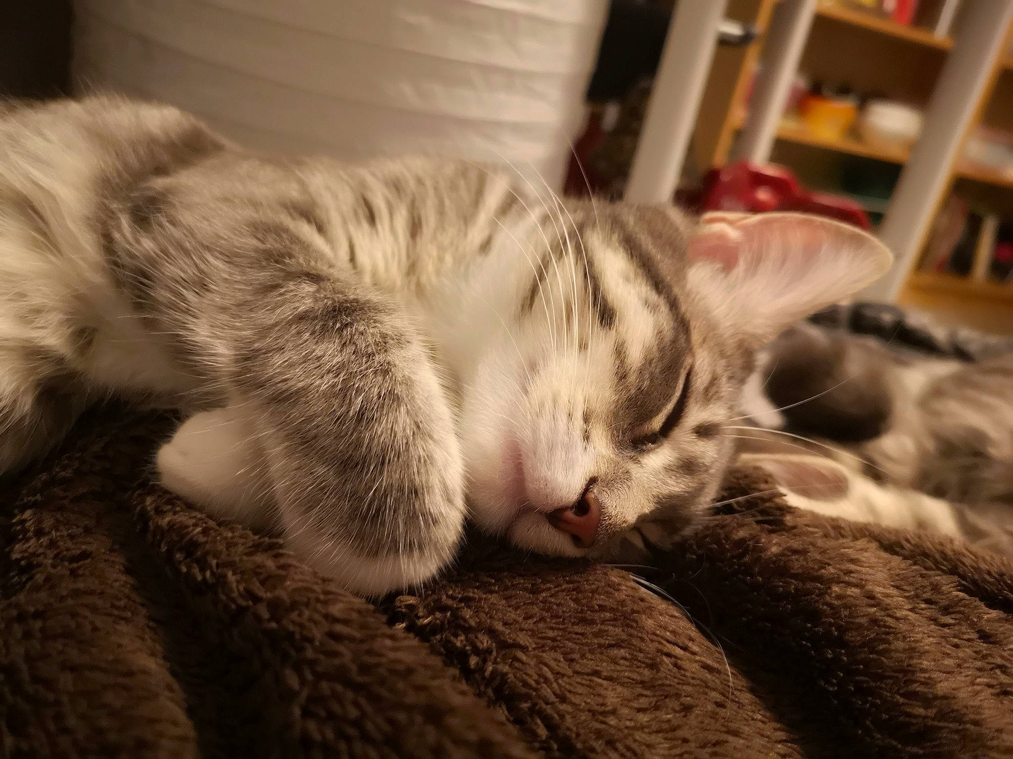 Summer participe au concours pour gagner de l'argent avec cette photo : bookcase, carnivore, cat, claw, close_up, cloud, comfort, domestic_short_haired_cat, felidae, flooring, fur, grey, nap, paw, shelf, small_to_medium_sized_cats, snout, tail, whiskers, wood