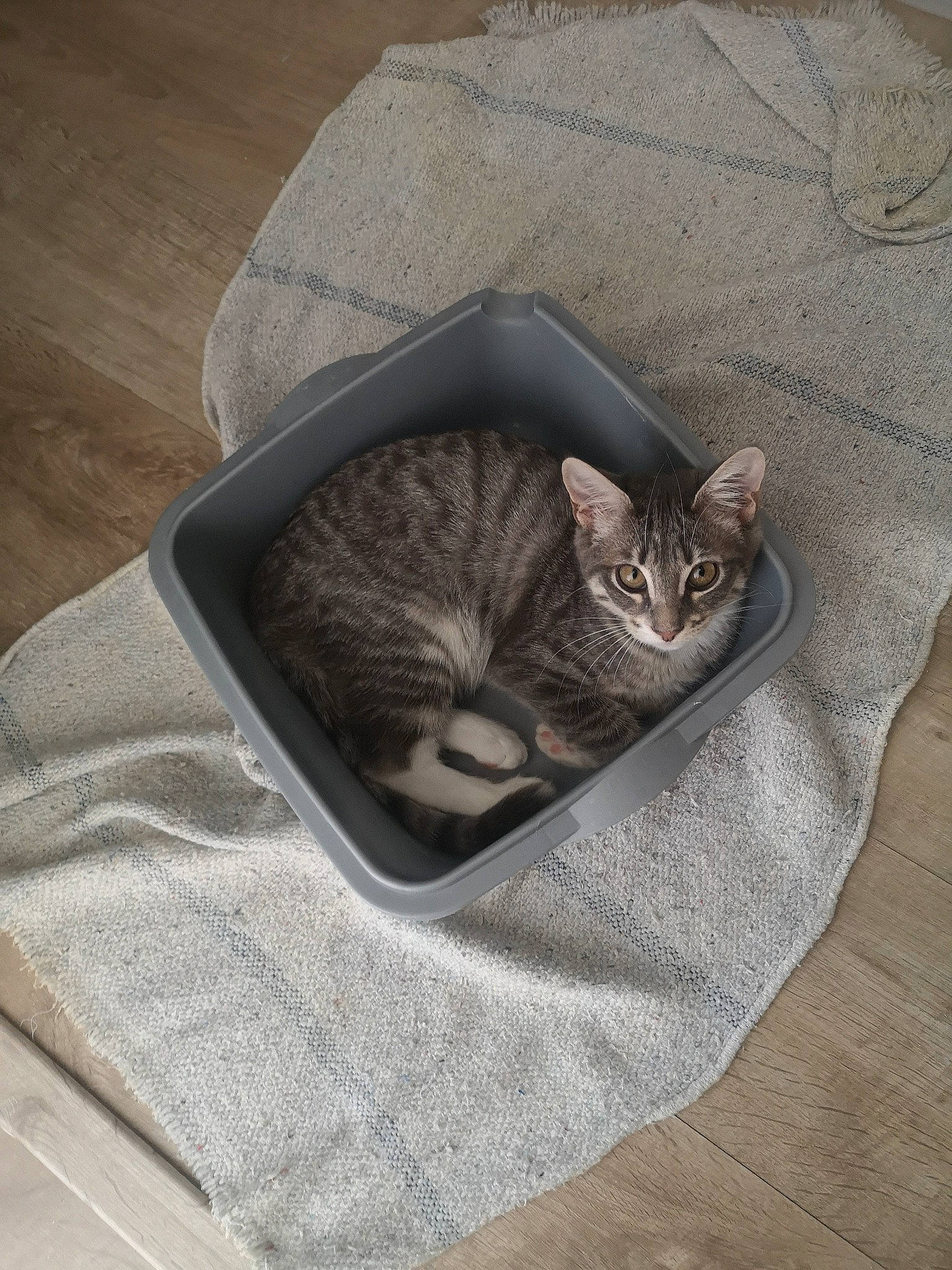 Summer participe au concours pour gagner de l'argent avec cette photo : bag, carnivore, cat, cat_bed, cat_supply, comfort, domestic_short_haired_cat, felidae, flooring, fur, grey, hardwood, linens, paw, small_to_medium_sized_cats, tail, textile, tree, whiskers, wood
