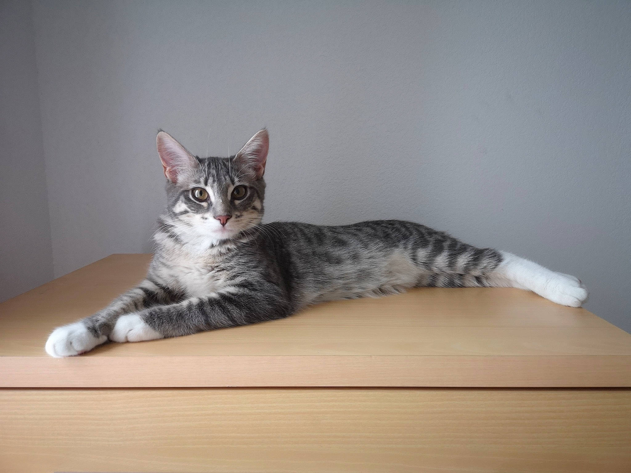 Summer participe au concours pour gagner de l'argent avec cette photo : carnivore, cat, claw, comfort, domestic_short_haired_cat, felidae, flooring, fur, grey, hardwood, paw, room, sitting, small_to_medium_sized_cats, snout, table, tail, whiskers, wood, wood_flooring