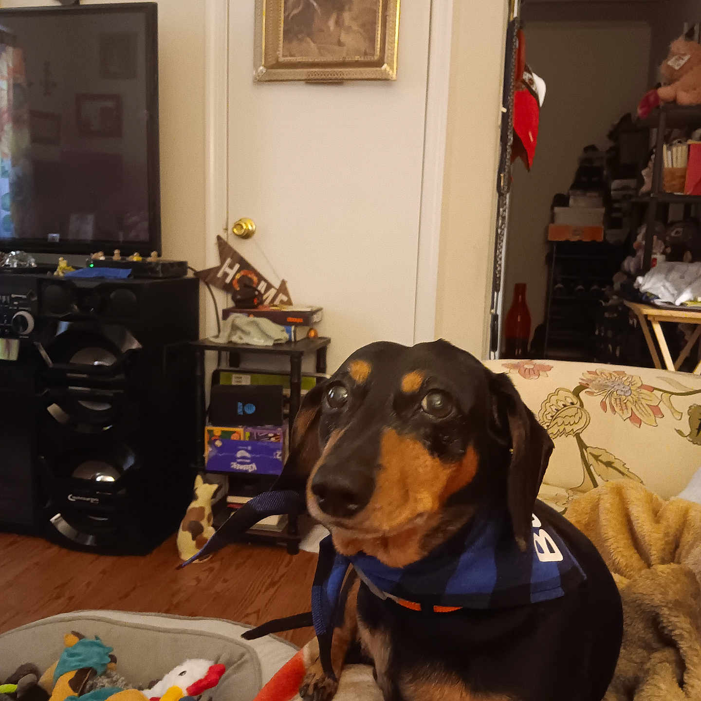 Brewster is registered to the contest to win money with this photo: animal, architecture, building, canine, computerhardware, dog, electronics, entertainmentcenter, furniture, hardware, hound, indoors, livingroom, monitor, person, pet, room, screen, shelf, tv