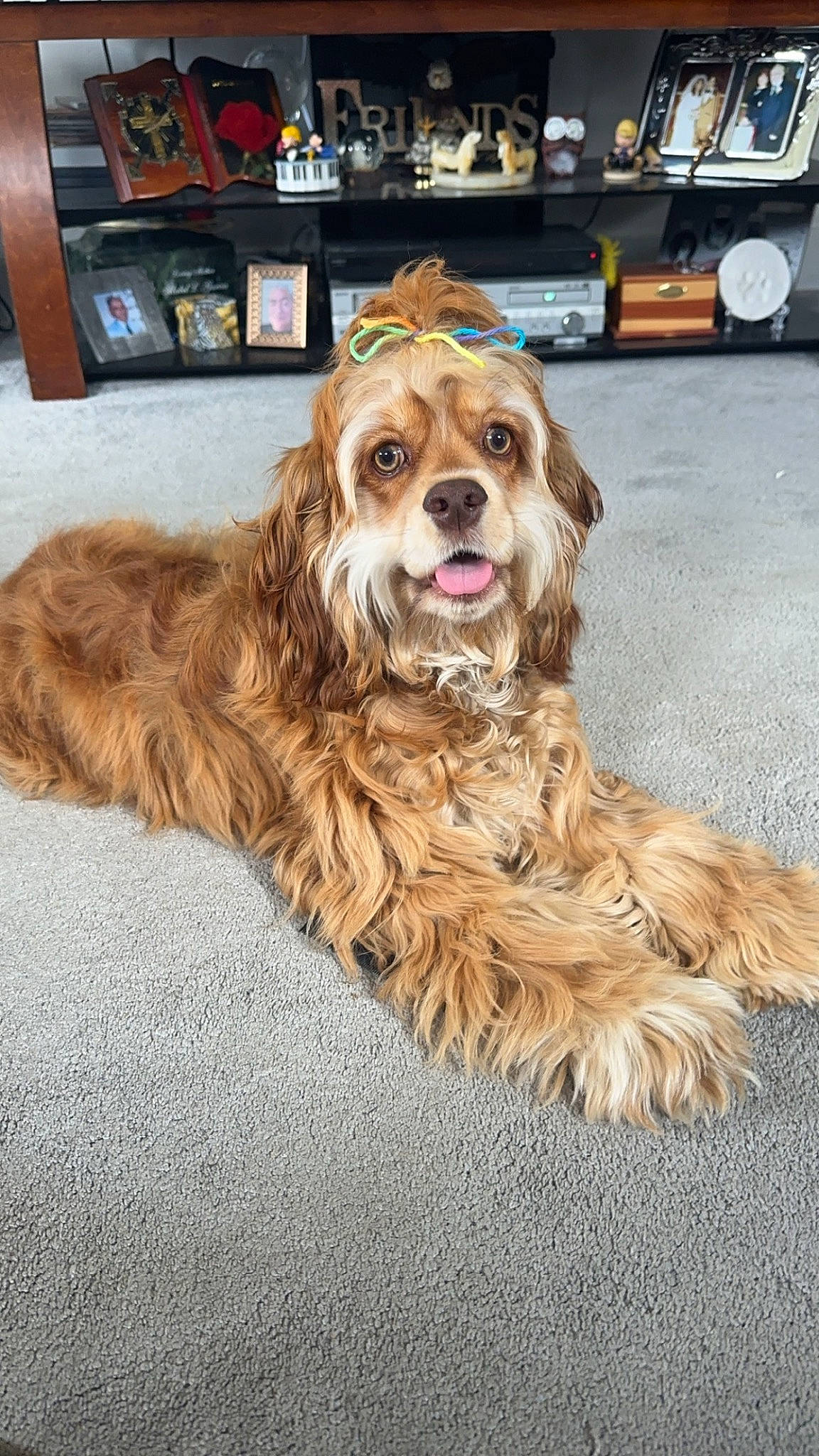 Freyja is registered to the contest to win money with this photo: canidae, carnivore, cocker_spaniel, companion_dog, dog, dog_breed, dog_collar, dog_supply, fawn, flooring, fur, leash, liver, picture_frame, shelf, snout, spaniel, sporting_group, toy_dog, working_animal