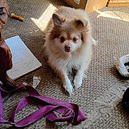 Daisy joined the competition — help win amazing prizes! dog, small_dog, fluffy, carpet, indoor, sunlight, purple_strap, notepad, dog_bed, household, pet, curious, brown_and_white, furniture, floor, paper, wooden_furniture, leash, relaxed, animal