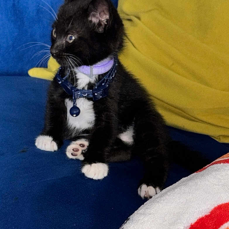 Sir Mystical is registered to the contest to win money with this photo: black_and_white, blanket, blue_couch, cat, collar, couch, curious, cute, domestic_animal, feline, fur, house_pet, indoor, kitten, paw, pet, sitting, whiskers, yellow_pillow, young_cat