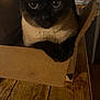 cat, siamese_cat, cardboard_box, wooden_table, indoor, pet, animal, feline, curious, cozy, brown, black, fur, whiskers, ears, eyes, table, box, domestic_cat, resting