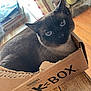 cat, siamese_cat, cardboard_box, barkbox, indoor, wooden_floor, curtains, stacked_papers, pet, animal, feline, looking_up, cozy, domestic, home, table, fur, whiskers, ears, eyes