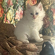 Willow joined the competition — help win amazing prizes! animal, armchair, blue_eyes, cat, cozy, cushion, cute, floral_pattern, fluffy, foreground_object, furniture, indoors, kitten, long_hair, pet, photography, portrait, sitting, upholstery, white_fur
