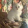 animal, armchair, blue_eyes, cat, cozy, cushion, cute, floral_pattern, fluffy, foreground_object, furniture, indoors, kitten, long_hair, pet, photography, portrait, sitting, upholstery, white_fur