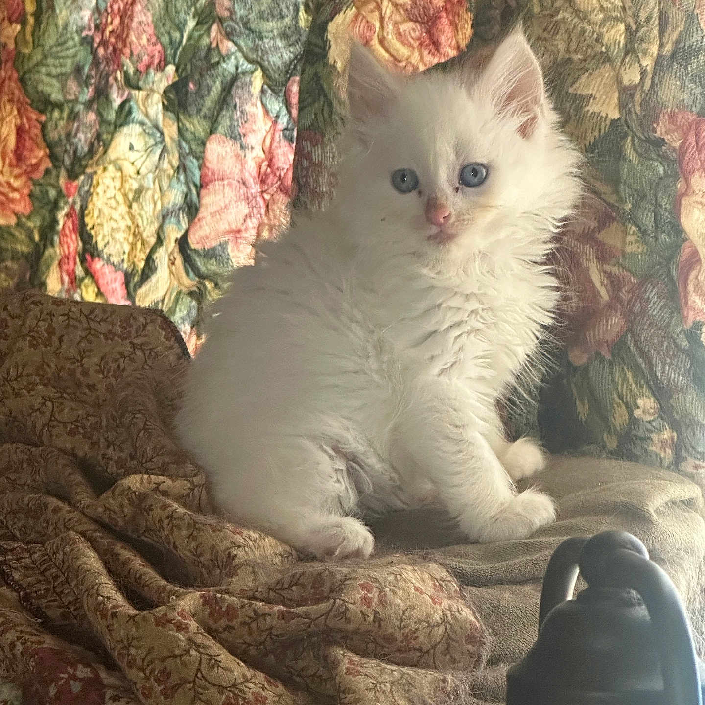 Willow