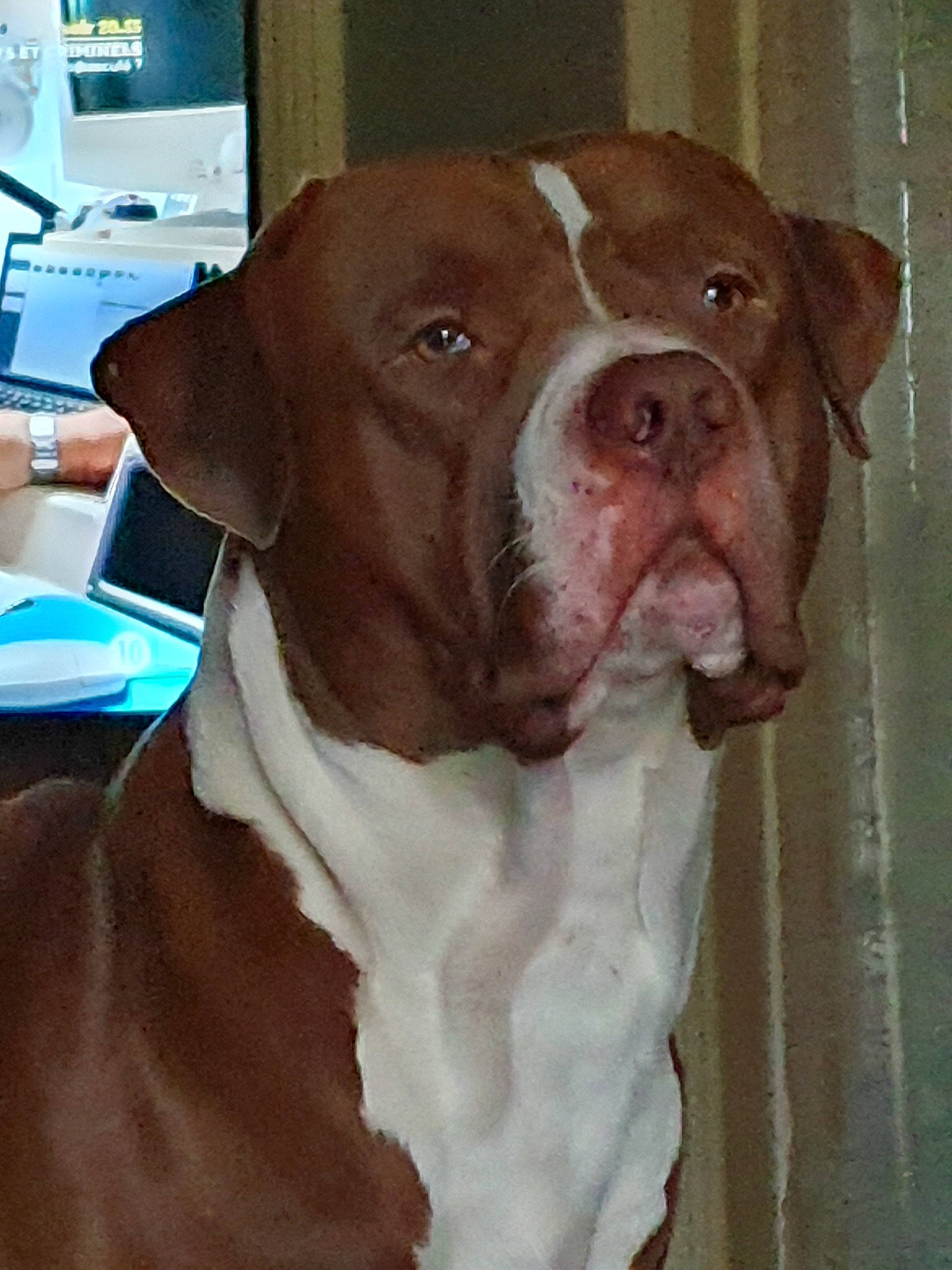 Boss participe au concours pour gagner de l'argent avec cette photo : american_bulldog, american_pit_bull_terrier, bandog, canidae, carnivore, dog, dog_breed, fawn, hunting_dog, liver, mammal, non_sporting_group, pachon_navarro, pit_bull, rare_breed_dog, snout, sporting_group, valley_bulldog, vertebrate