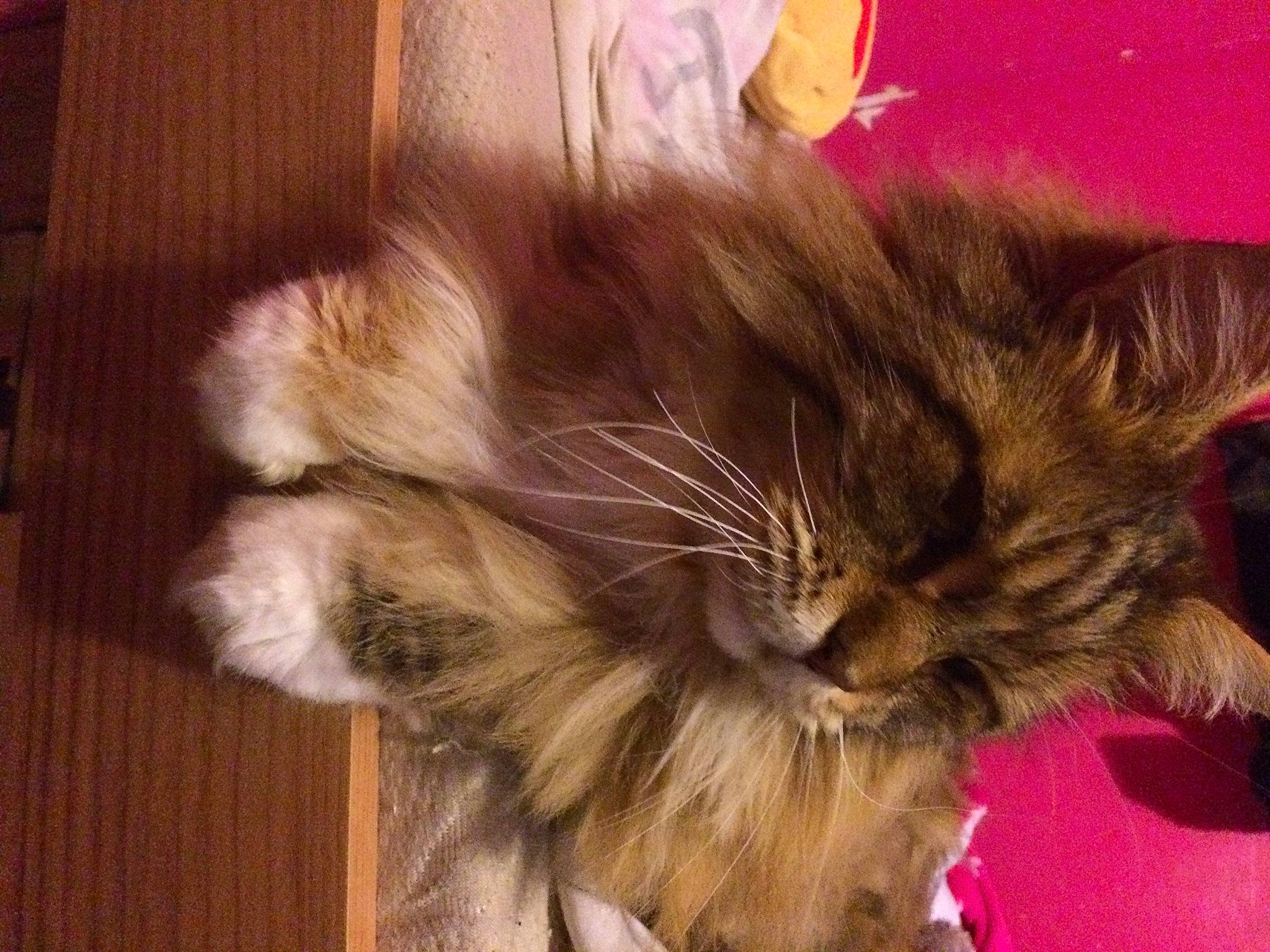 Chunky joined the competition — help win amazing prizes! british_longhair, brown_hair, carnivore, cat, claw, companion_dog, dog_breed, ear, fawn, felidae, flooring, fur, hardwood, liver, plank, small_to_medium_sized_cats, snout, tail, whiskers, wood