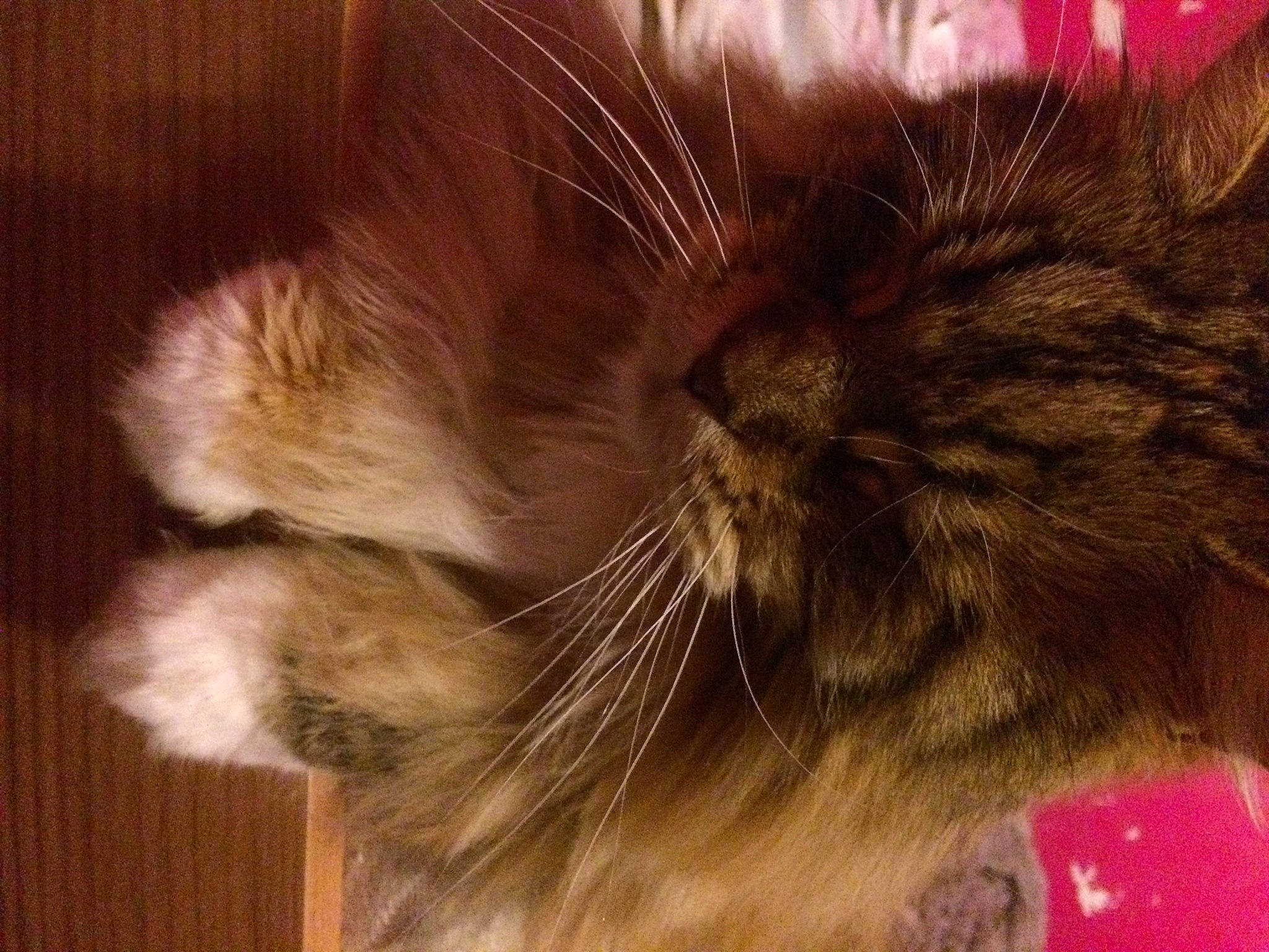 Chunky joined the competition — help win amazing prizes! black_cat, brown, carnivore, cat, claw, comfort, domestic_short_haired_cat, ear, felidae, fur, liver, nap, paw, sleep, small_to_medium_sized_cats, snout, tail, terrestrial_animal, whiskers