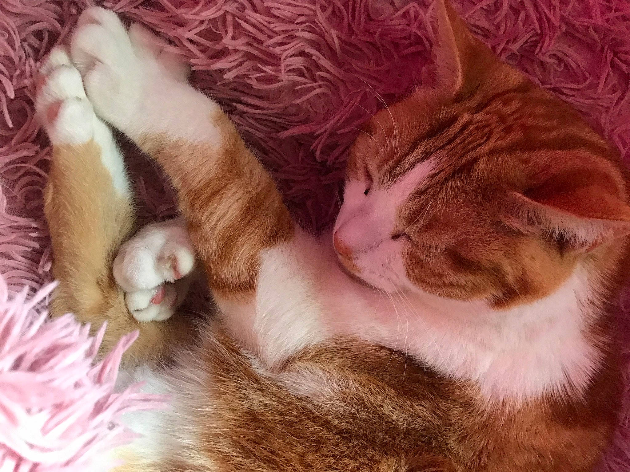 Potato is registered to the contest to win money with this photo: carnivore, cat, close_up, comfort, domestic_short_haired_cat, ear, eyelash, fawn, felidae, flower, fur, mammal, petal, plant, small_to_medium_sized_cats, snout, tail, textile, vertebrate, whiskers