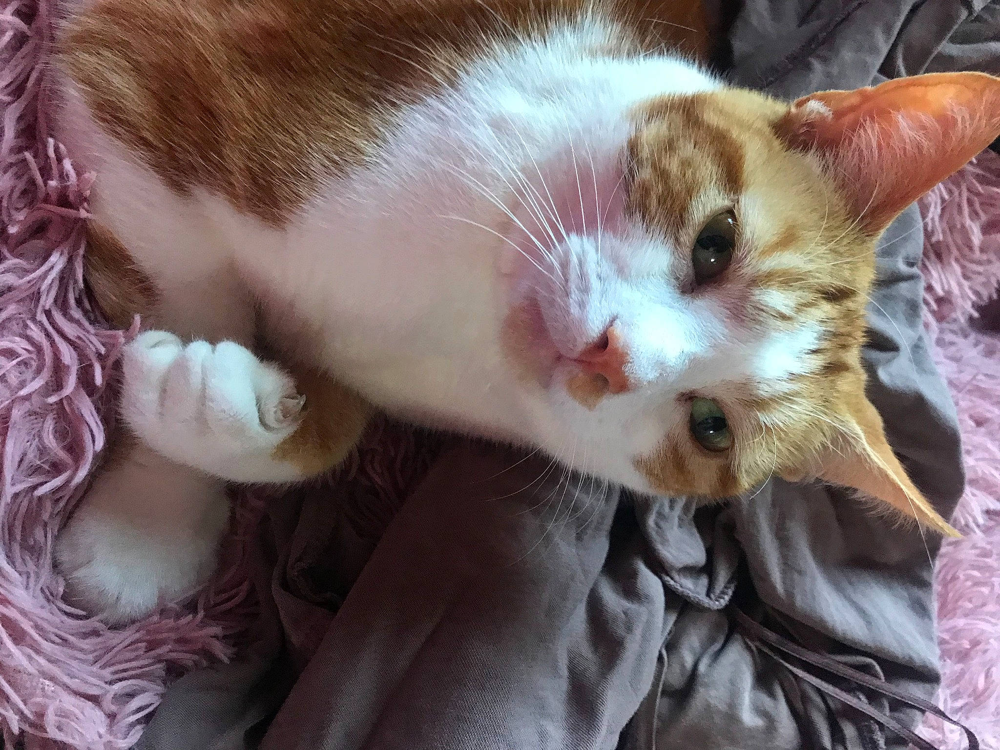 Potato is registered to the contest to win money with this photo: carnivore, cat, claw, domestic_short_haired_cat, ear, eye, eyelash, fawn, felidae, fur, nail, paw, plant, small_to_medium_sized_cats, snout, tail, whiskers