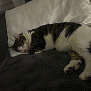 Roise is registered to the contest to win money with this photo: animal, blanket, cat, comfort, cozy, cute, domestic_cat, fur, gray, indoor, nap, peaceful, pet, pillow, relaxation, rest, sleeping, soft, tabby_cat, white