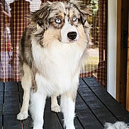 Ary participe au concours pour gagner de l'argent avec cette photo : dog, puppy, fluffy, blue_eyes, long_hair, sitting, portrait, pet, canine, white_fur, brown_fur, gray_fur, outdoor, window, plaid_curtains, wooden_table, grooming_brush, shed_fur, rustic, house