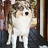 dog, puppy, fluffy, blue_eyes, long_hair, sitting, portrait, pet, canine, white_fur, brown_fur, gray_fur, outdoor, window, plaid_curtains, wooden_table, grooming_brush, shed_fur, rustic, house