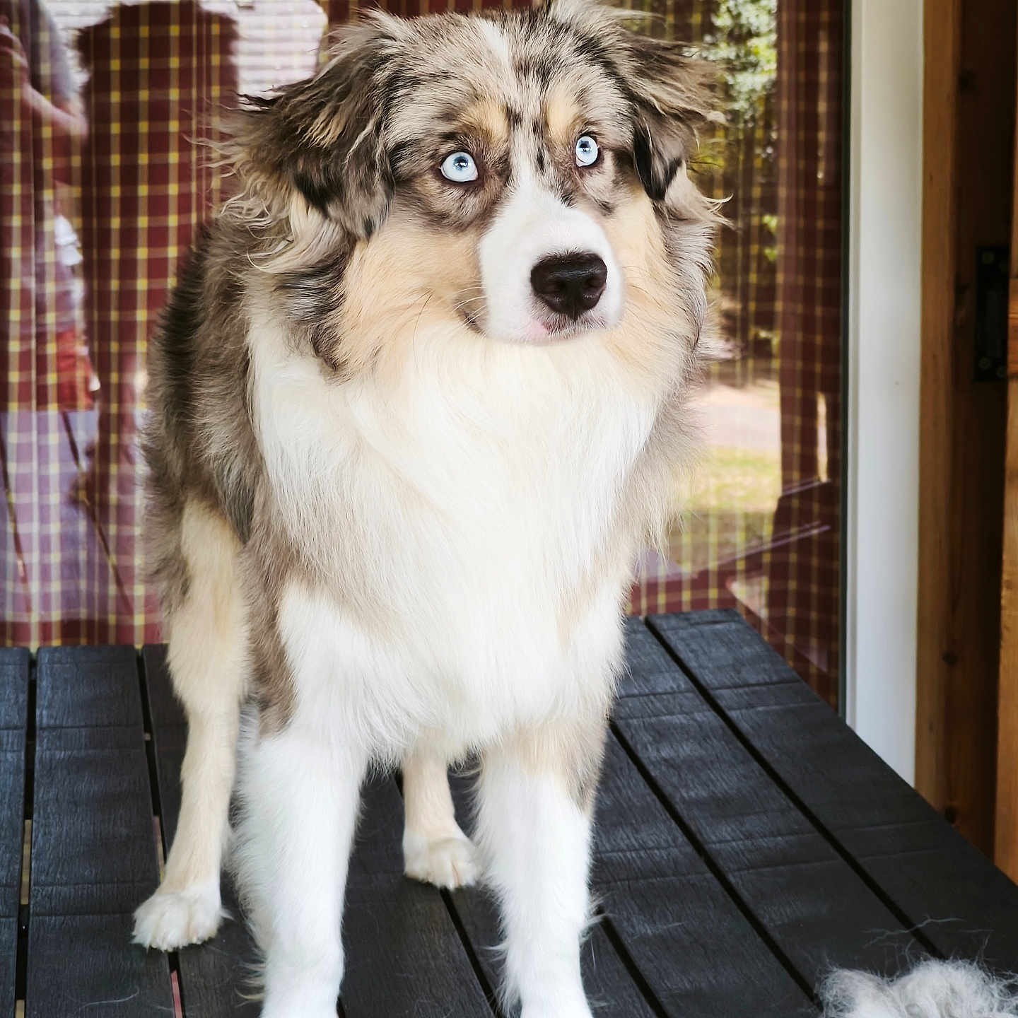 Ary participe au concours pour gagner de l'argent avec cette photo : dog, puppy, fluffy, blue_eyes, long_hair, sitting, portrait, pet, canine, white_fur, brown_fur, gray_fur, outdoor, window, plaid_curtains, wooden_table, grooming_brush, shed_fur, rustic, house