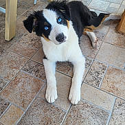 Baya participe au concours pour gagner de l'argent avec cette photo : puppy, dog, blue_eyes, tile_floor, indoor, laying_down, curious, fluffy, pet, animal, young_dog, white_fur, black_fur, brown_fur, cute, domestic_animal, looking_up, paw, ears, nose