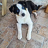 puppy, dog, blue_eyes, tile_floor, indoor, laying_down, curious, fluffy, pet, animal, young_dog, white_fur, black_fur, brown_fur, cute, domestic_animal, looking_up, paw, ears, nose
