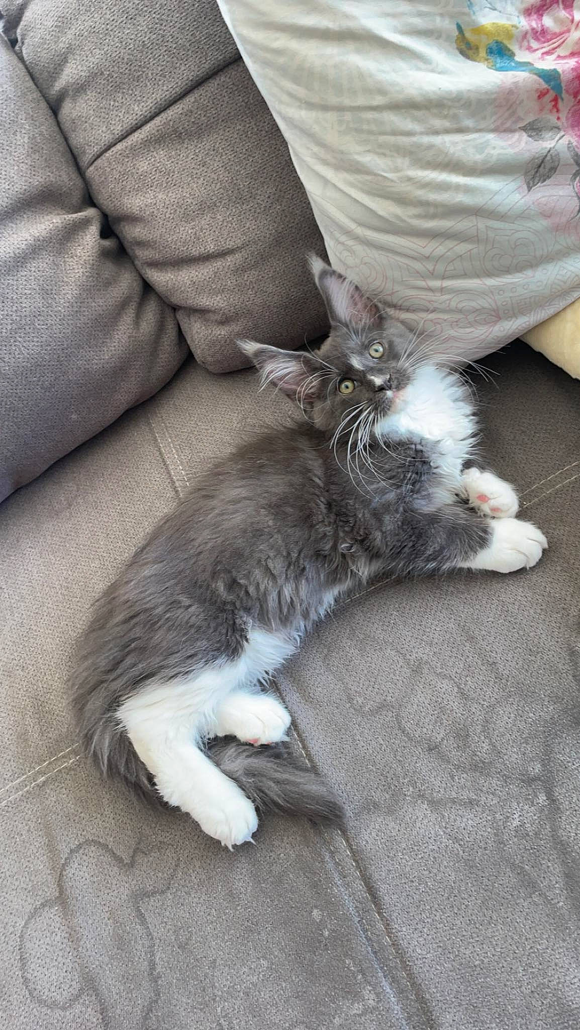 Damso participe au concours pour gagner de l'argent avec cette photo : canidae, carnivore, cat, claw, comfort, couch, domestic_short_haired_cat, felidae, foot, fur, grey, human_leg, lap, nap, paw, sitting, small_to_medium_sized_cats, tail, thigh, whiskers