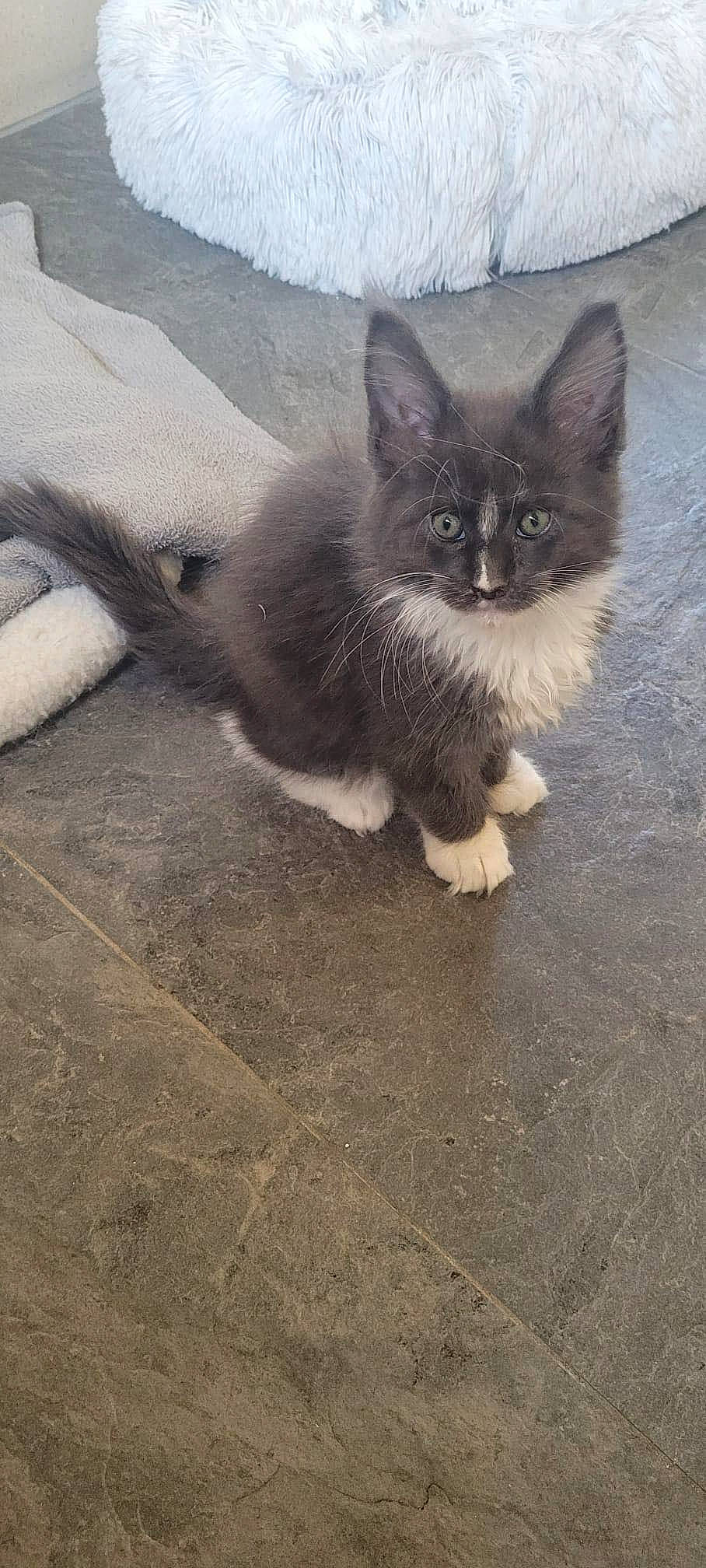 Damso participe au concours pour gagner de l'argent avec cette photo : asphalt, automotive_tire, carnivore, cat, comfort, domestic_short_haired_cat, fawn, felidae, floor, flooring, grey, paw, road_surface, small_to_medium_sized_cats, snout, snow, tail, vertebrate, whiskers, wood