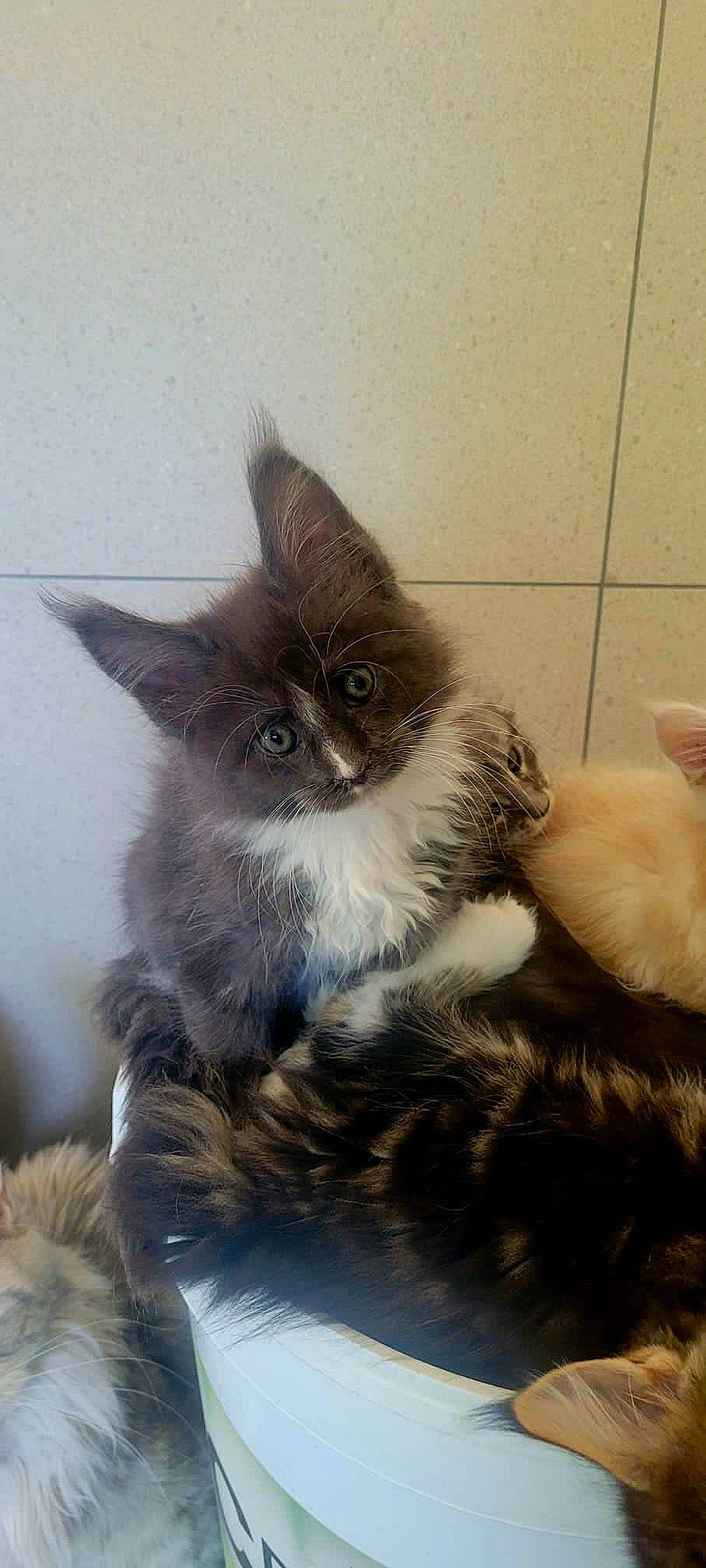 Damso a rejoint le concours — aidez-le/la à gagner de superbes lots ! box, carnivore, cat, claw, comfort, domestic_short_haired_cat, fawn, felidae, fur, paw, ragdoll, small_to_medium_sized_cats, snout, tail, whiskers